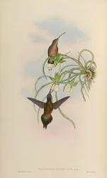 Phaethornis fraterculus = Phaethornis superciliosus superciliosus